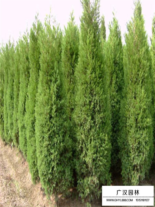 蜀檜幼苗如何種植(圖2)