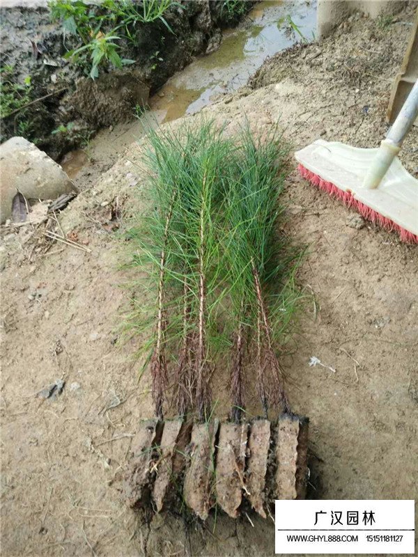 馬尾松怎么栽培(圖3)