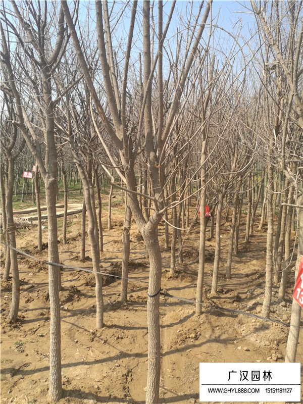 五角楓不同規(guī)格的價格(圖2)