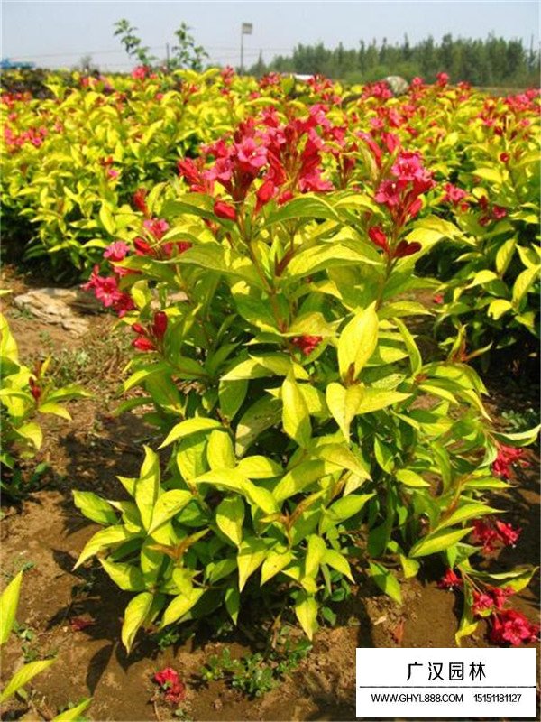 金葉錦帶的培育和養(yǎng)護(hù)(圖3)