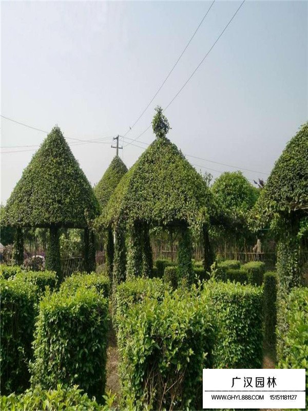 日本女貞有多少價(jià)值？(圖3)