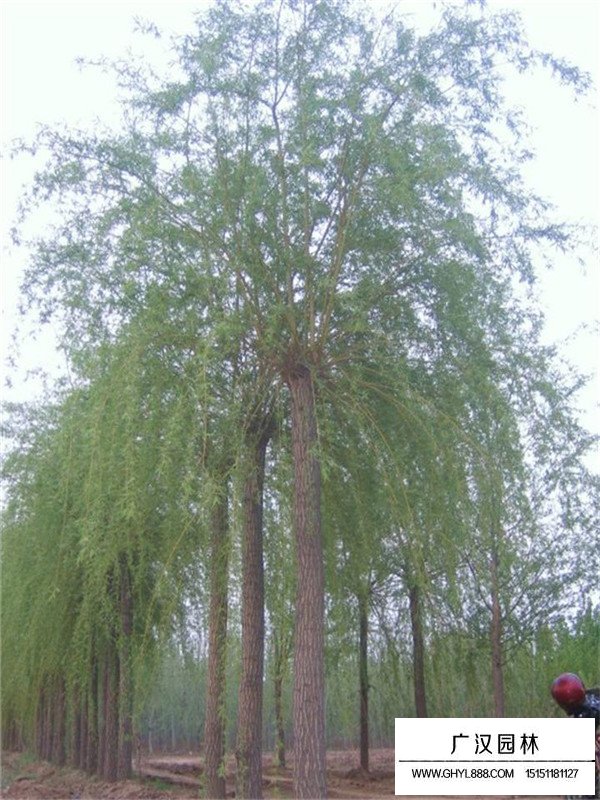 金絲垂柳的繁殖方式(圖2)