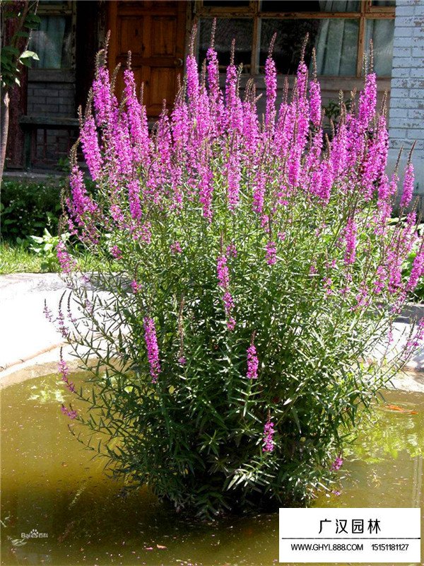 千屈菜的生存環(huán)境(圖1)