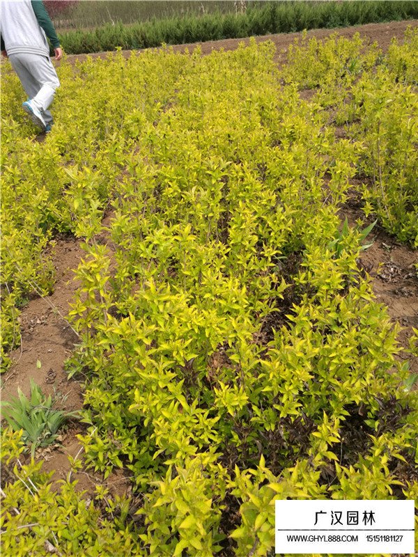 金葉錦帶的形態(tài)(圖2)