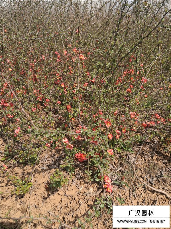 貼梗海棠球的經(jīng)濟(jì)價值(圖3)