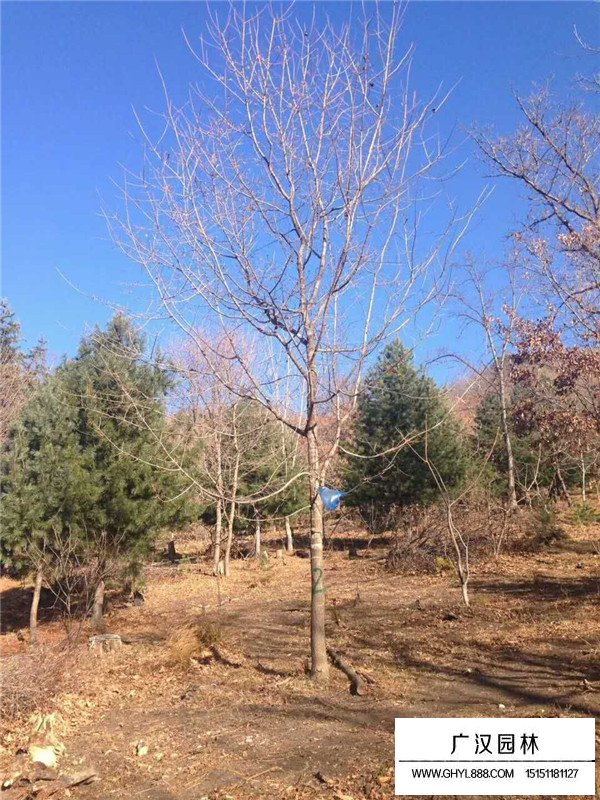 五角楓的種植技術(shù)(圖4)