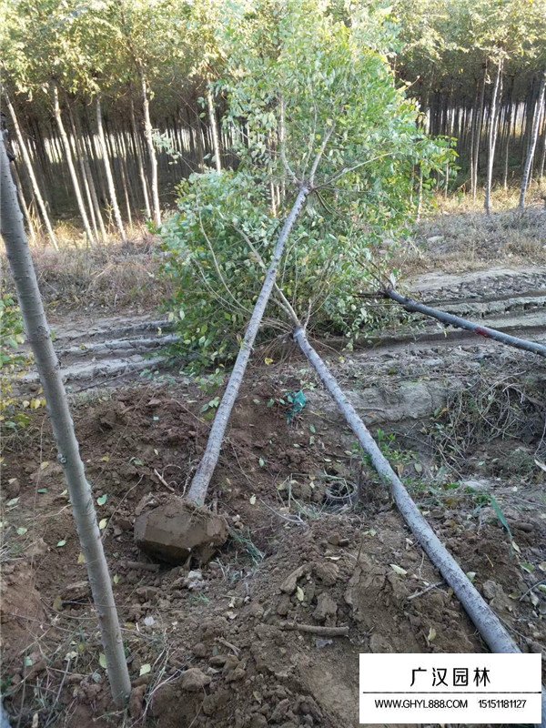 不同米徑金葉榆的價格(圖4)