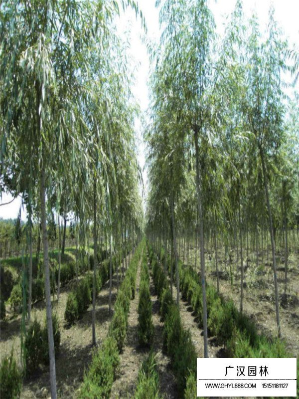 青皮垂柳的實(shí)際應(yīng)用(圖2)