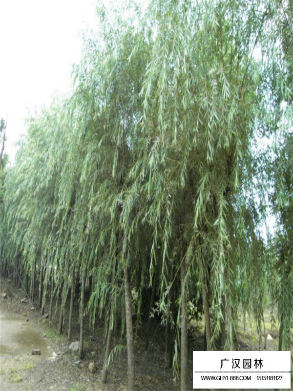 青皮垂柳的實(shí)際應(yīng)用(圖3)