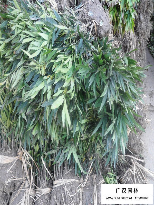 十大功勞的形態(tài)(圖1)