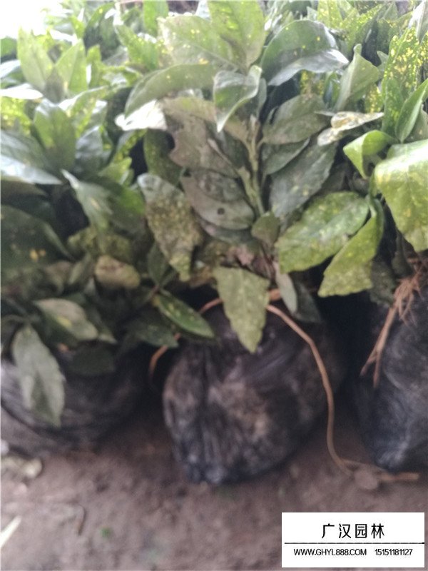 不同高度灑金珊瑚幼苗的價格(圖1)