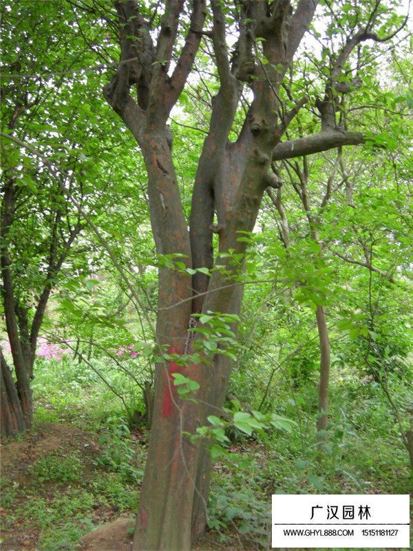 木瓜海棠樹(shù)的介紹(圖2)