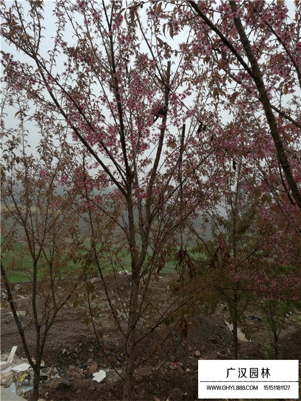 冬櫻花的嫁接技術(shù)(圖2)