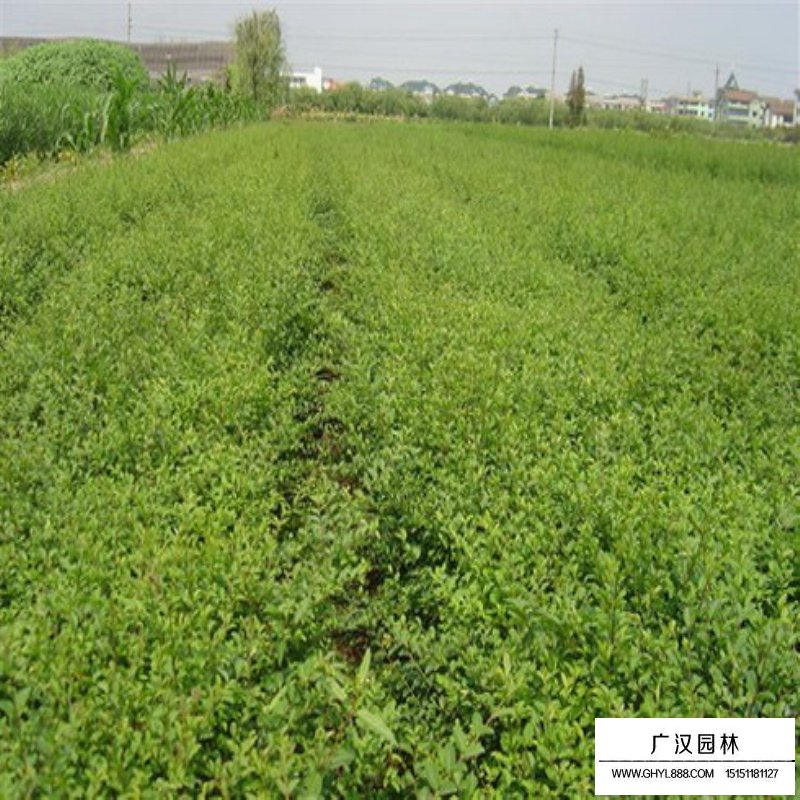 水蠟苗的種植(圖3)