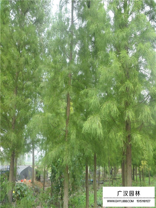 落羽杉的基本形態(tài)(圖3)