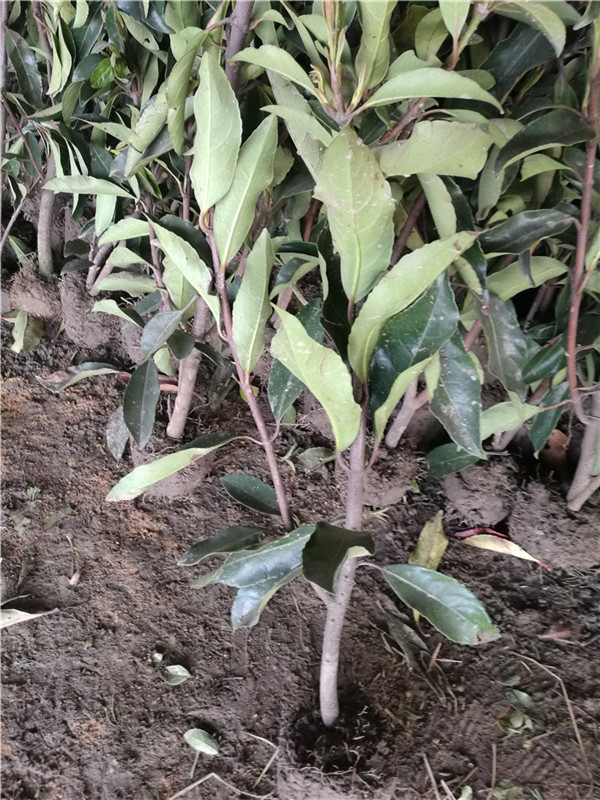 法國冬青 (4).jpg