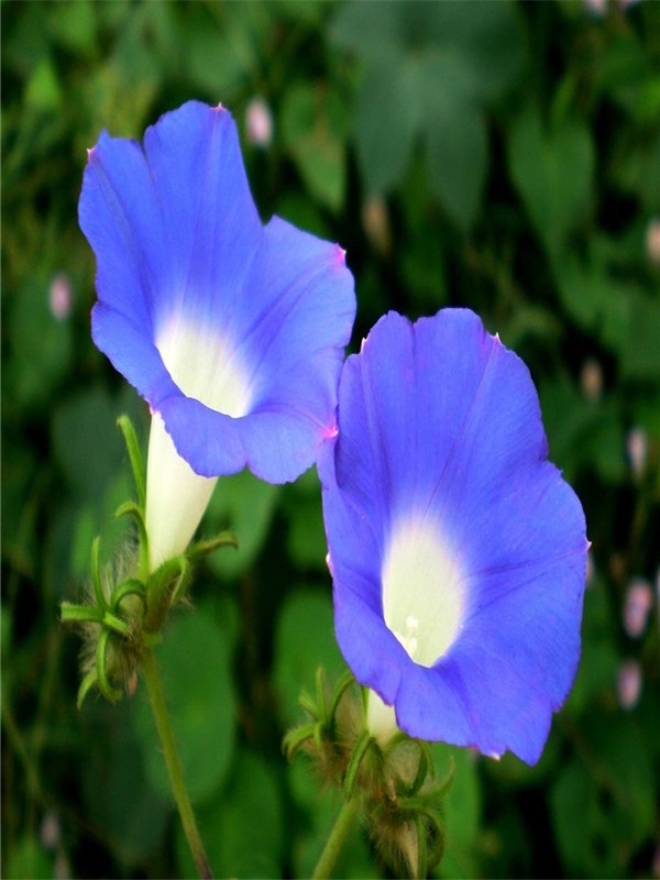 藍(lán)牽牛 (2).jpg