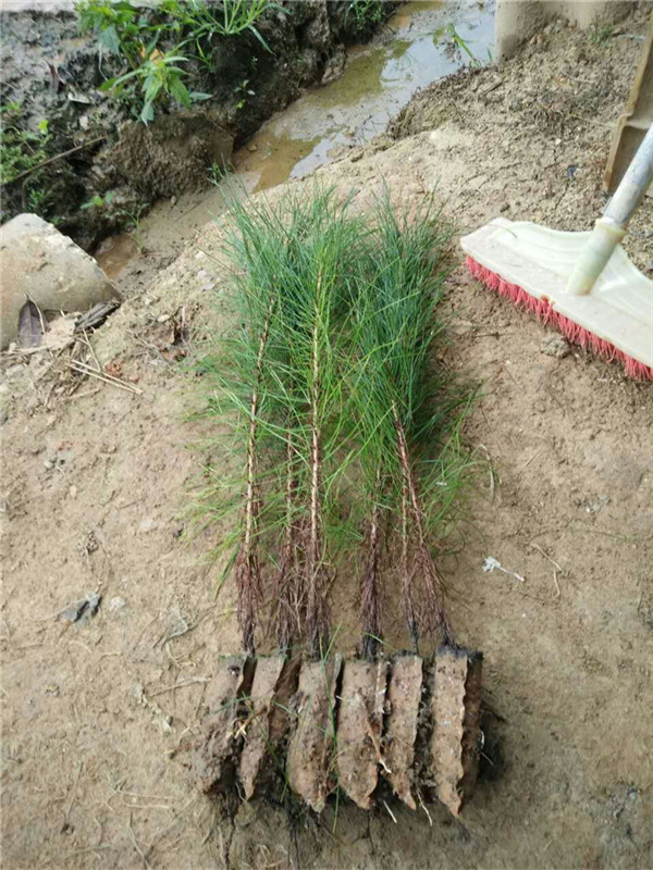 馬尾松苗 (2).jpg