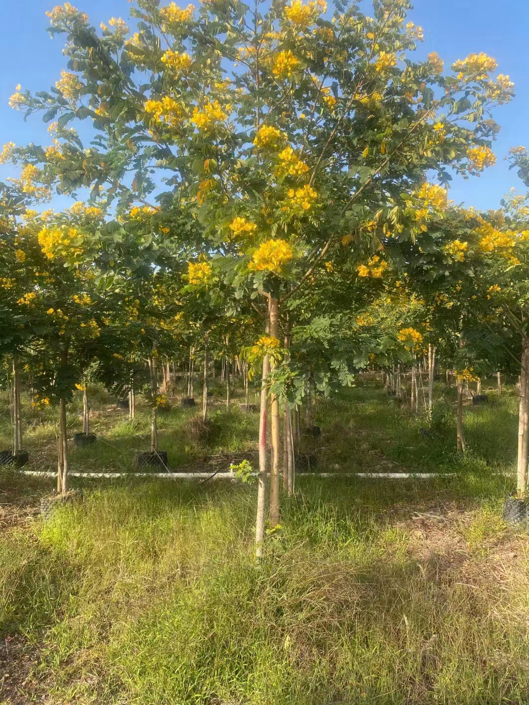 黃花槐 (3).jpg