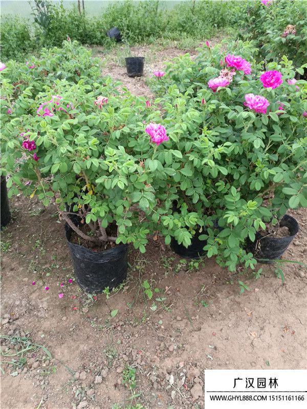 月季。。 (4).jpg