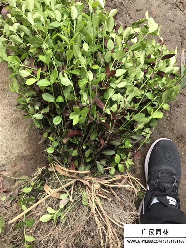 小葉扶芳藤苗.jpg