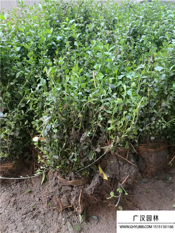 小葉扶芳藤 (1).jpg