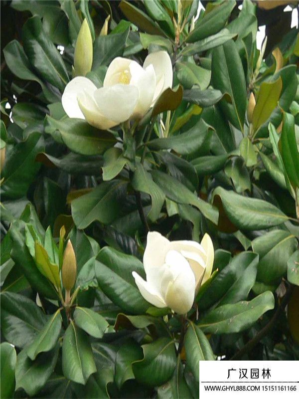 廣玉蘭.1.jpg
