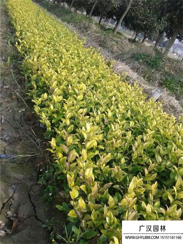 金森女貞苗 (9).jpg