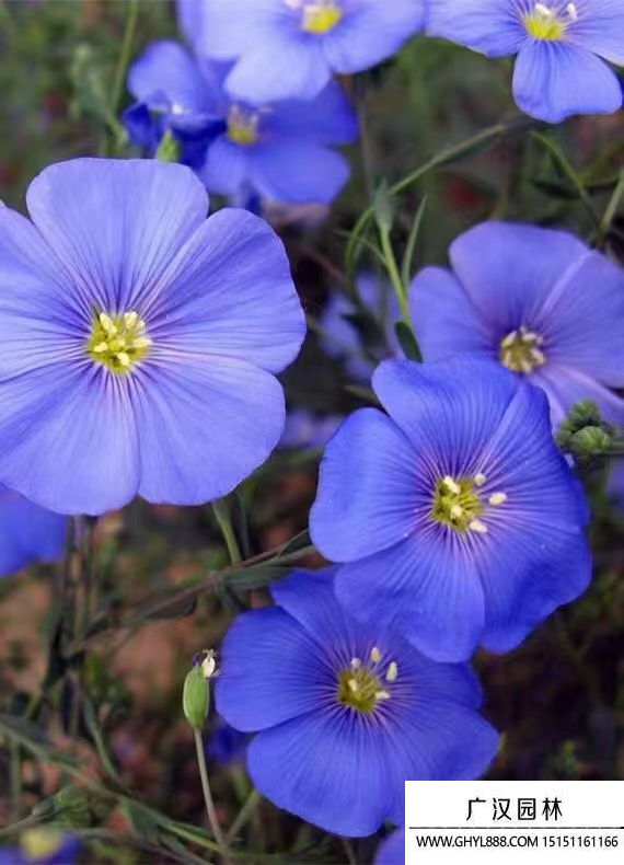 藍(lán)亞麻 (2).jpg