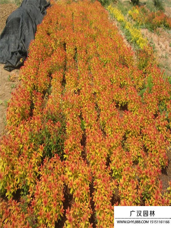 金山繡線菊 (1).jpg