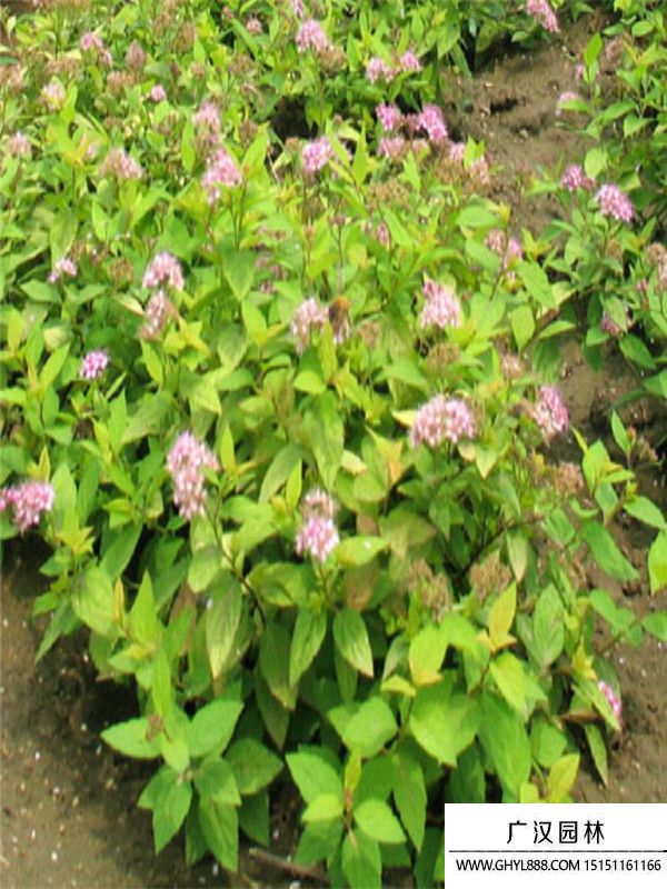 金山繡線菊 (6).jpg