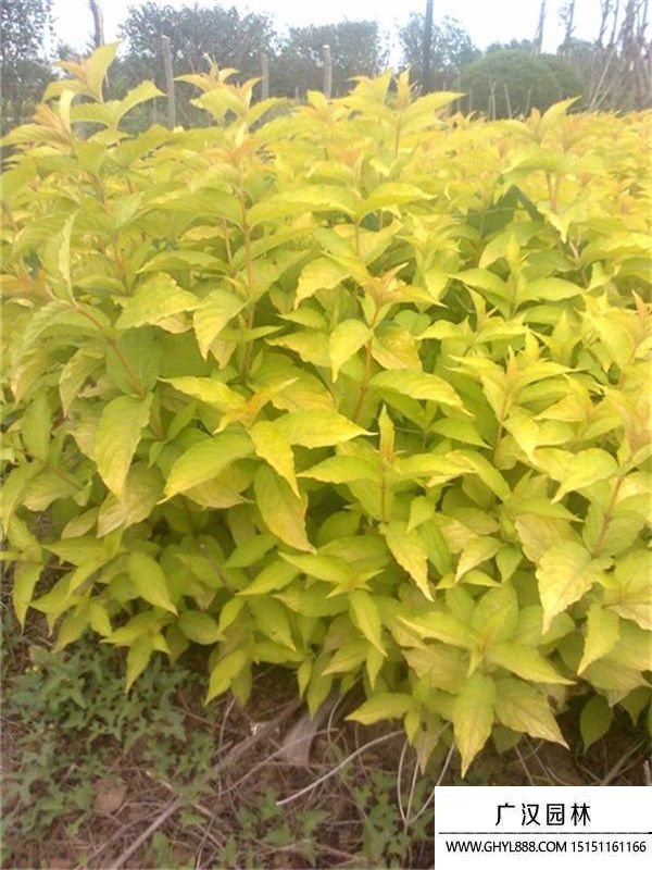 金葉錦帶 (4).jpg