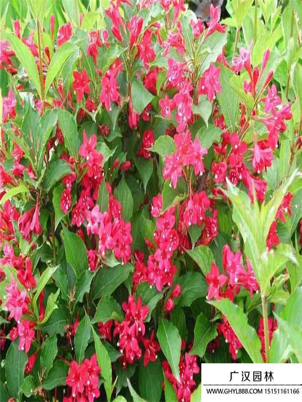 金葉錦帶 (10).jpg