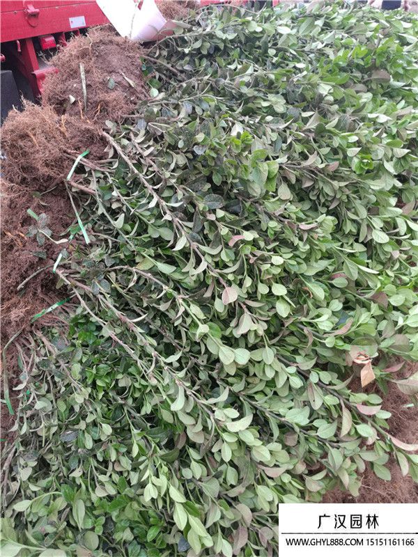 膠東衛(wèi)矛苗 (2).jpg