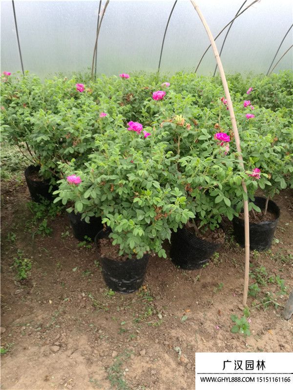 月季。。 (3).jpg