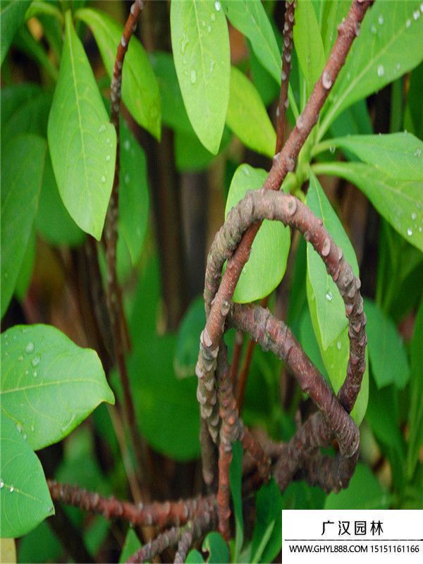 結(jié)香.1 (2).jpg