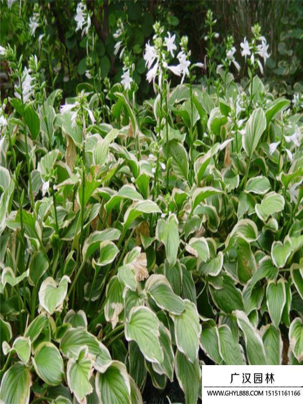 金邊玉簪 (2).jpg