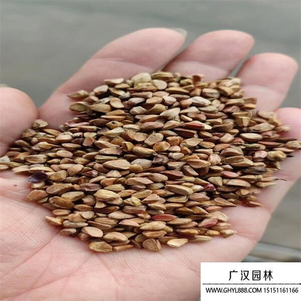 黃刺玫種子 (2).jpg