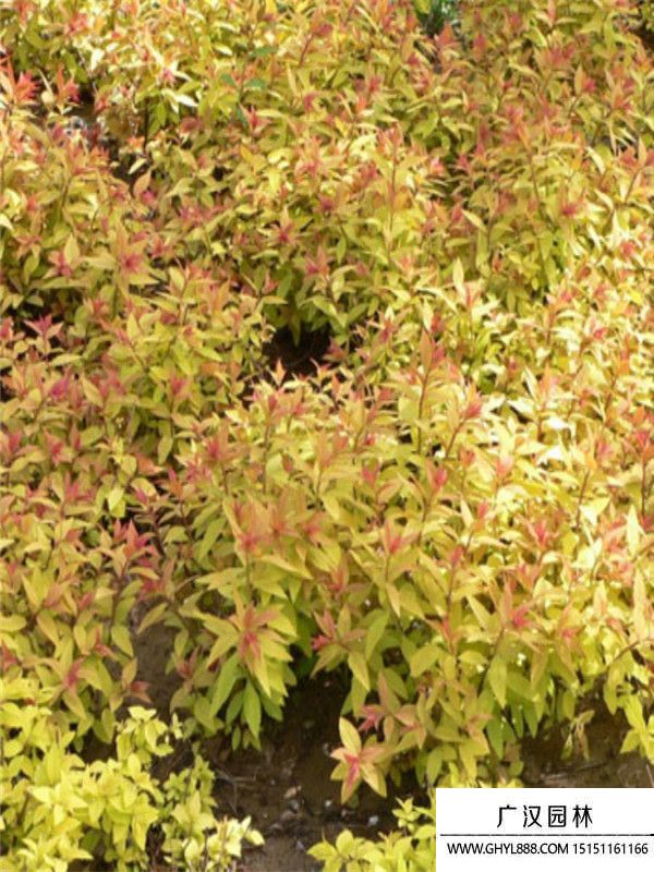 金焰繡線菊 (11).jpg