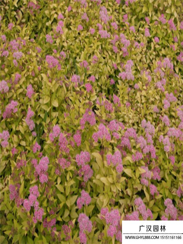 金焰繡線菊 (3).jpg