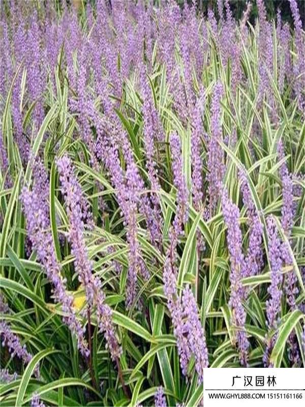 金邊萬年久 .(6).jpg