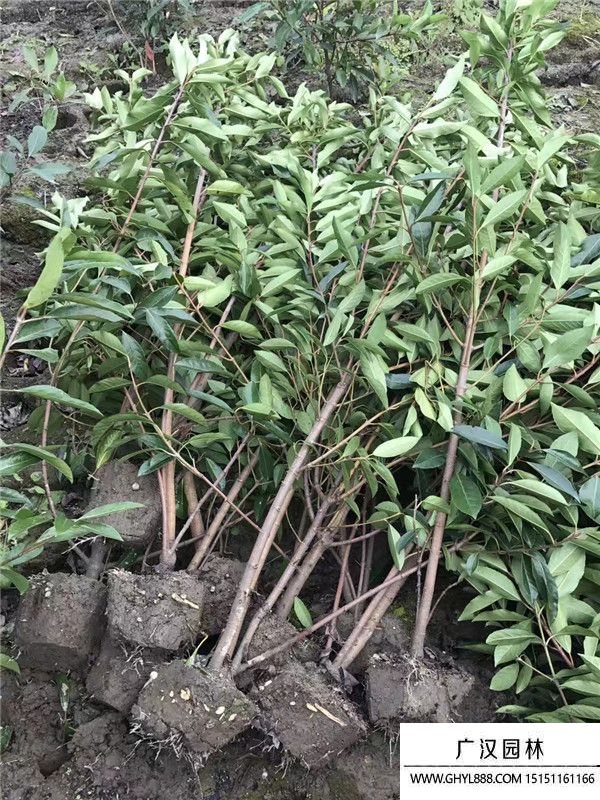 法國冬青樹 (2).jpg