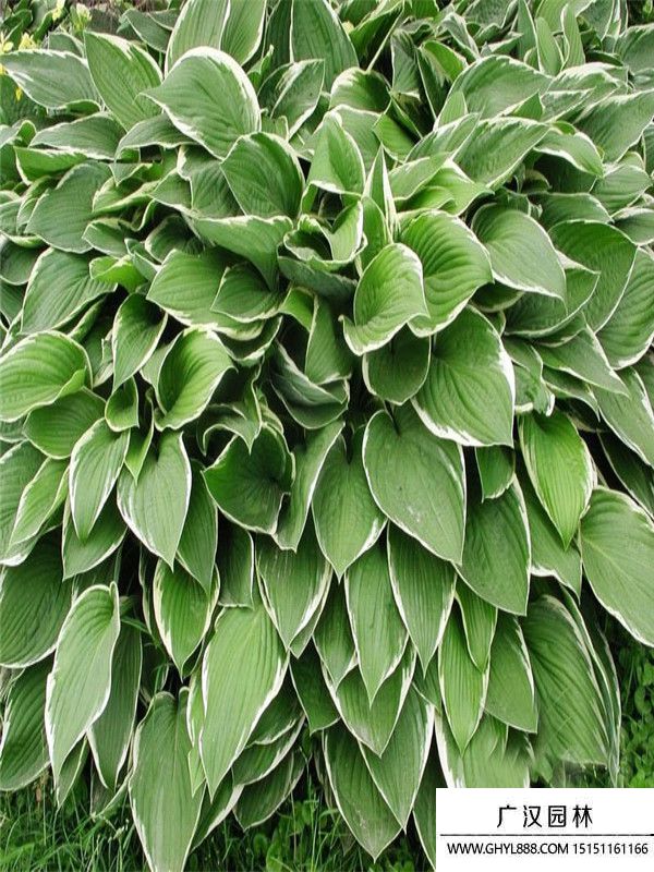 金邊玉簪 (5).jpg