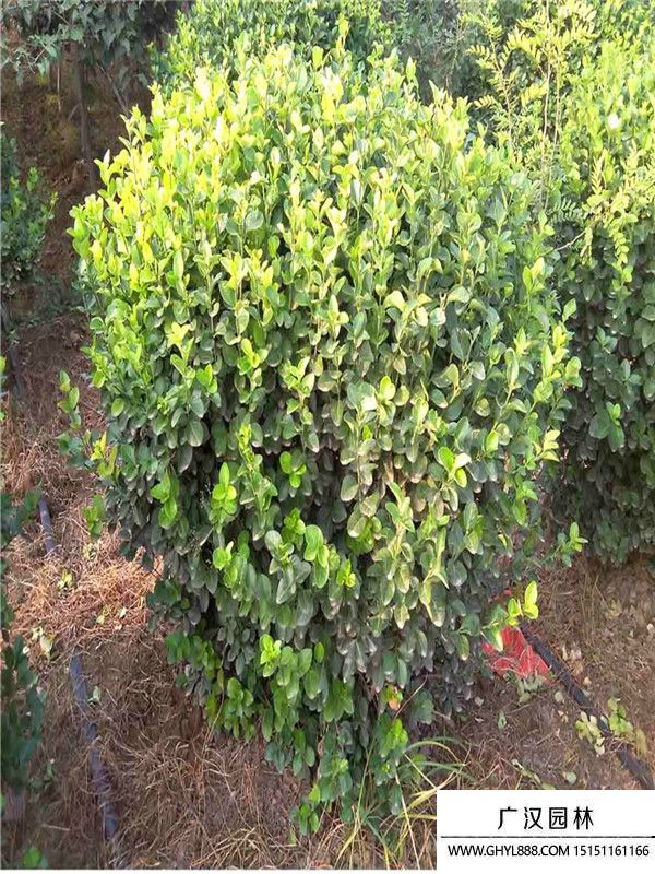 膠東衛(wèi)矛球 (4).jpg