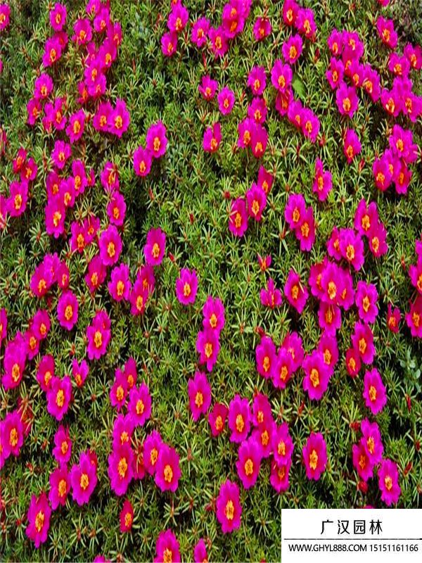 太陽(yáng)花 (1).jpg