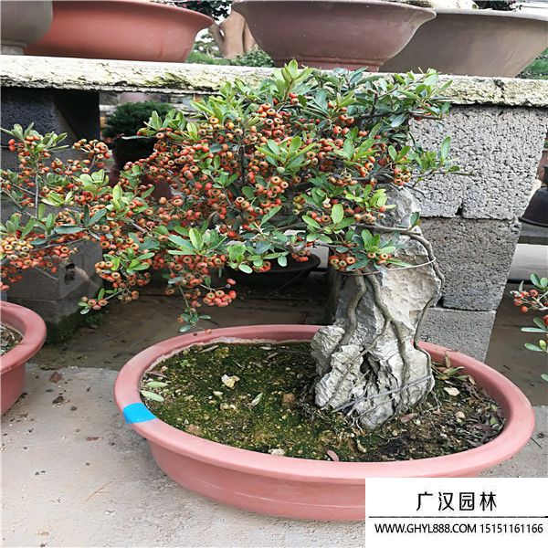 火棘盆景 火棘盆景