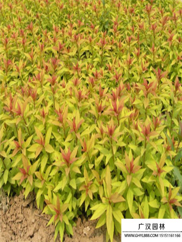 金山繡線(xiàn)菊 (10).jpg