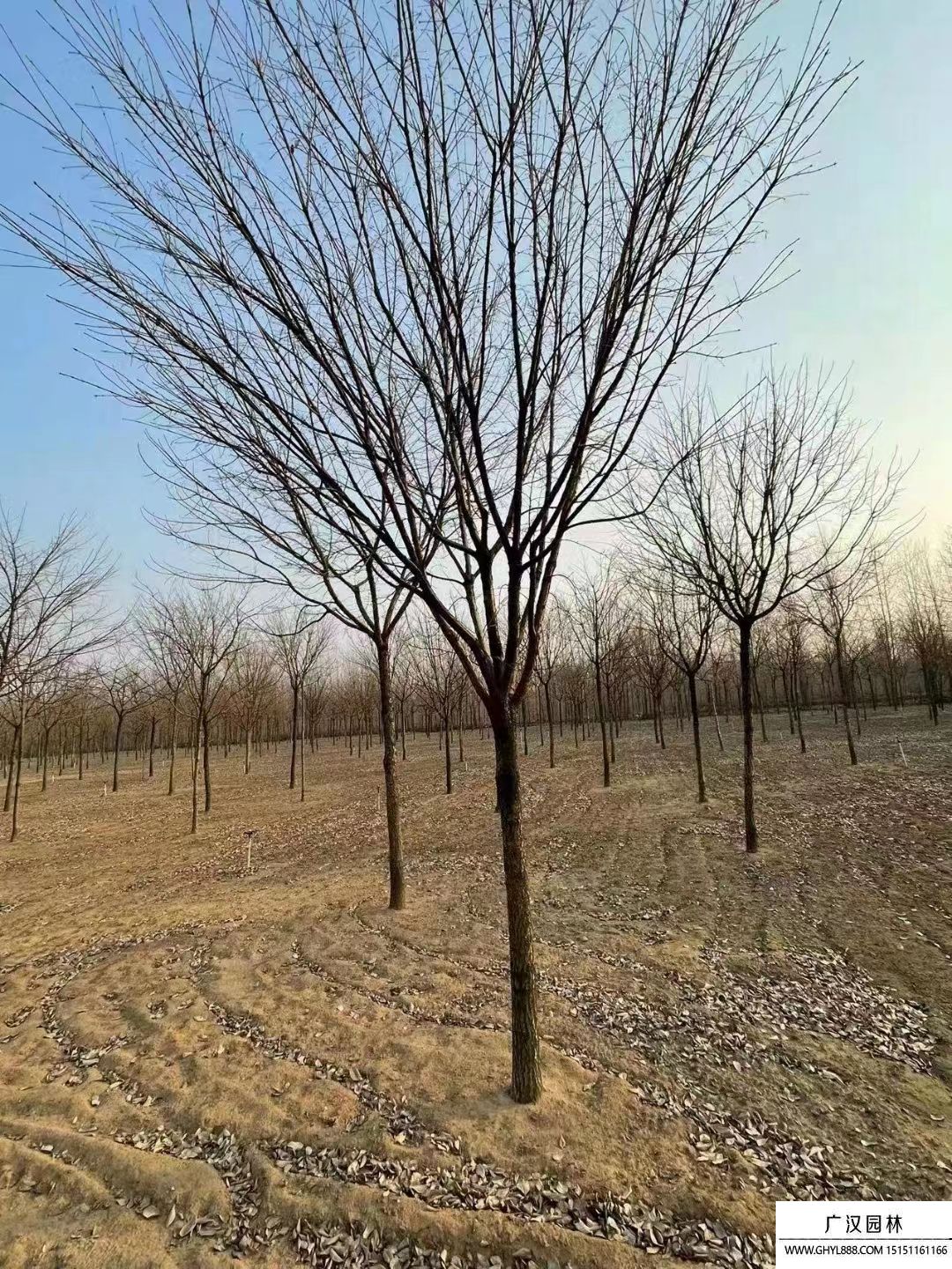 流蘇樹(shù) (5).jpg