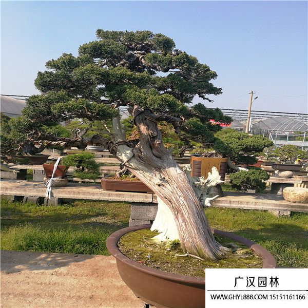 濟(jì)州真柏 (2).jpg