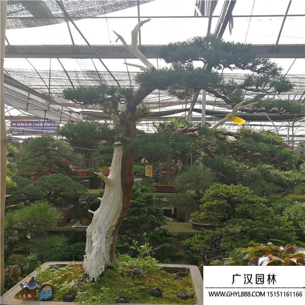 濟(jì)州真柏.. (2).jpg